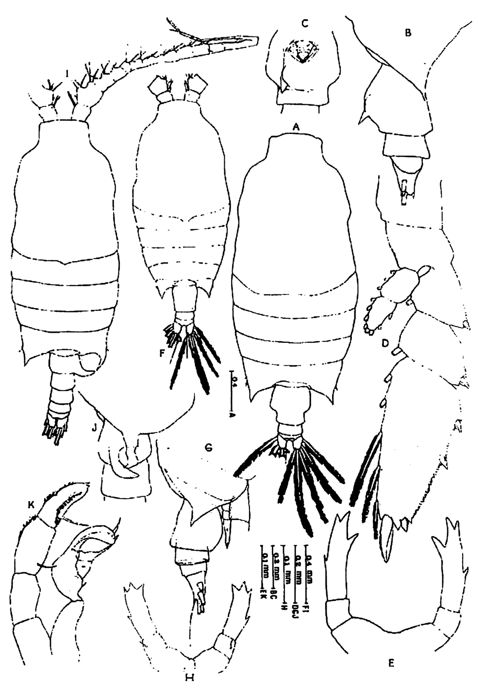 Espce Candacia curta - Planche 11 de figures morphologiques