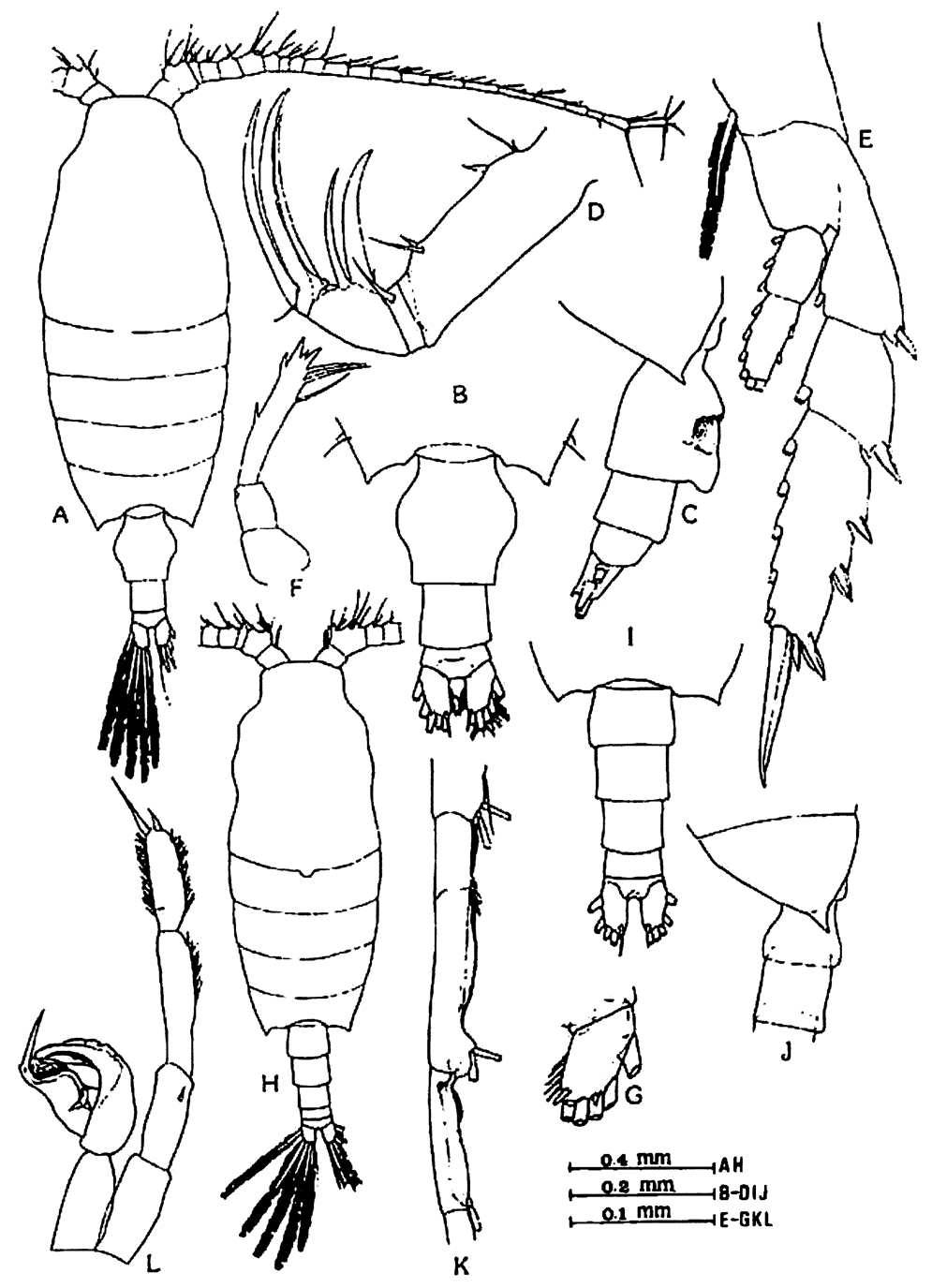Espce Candacia catula - Planche 8 de figures morphologiques