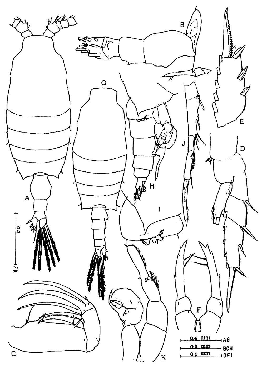 Species Candacia bradyi - Plate 7 of morphological figures