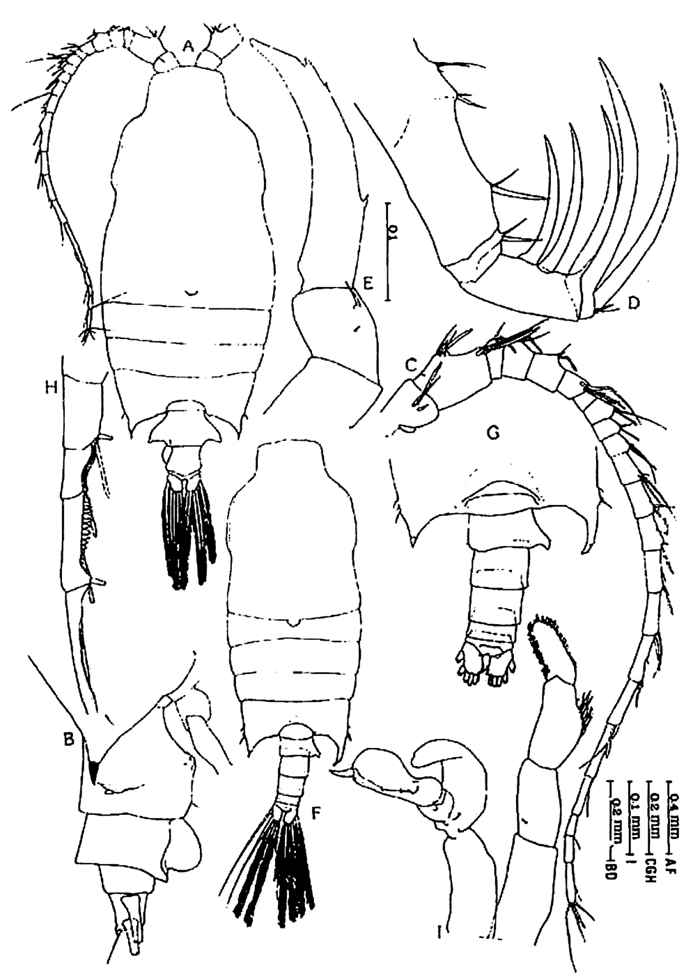 Espèce Candacia bipinnata - Planche 26 de figures morphologiques