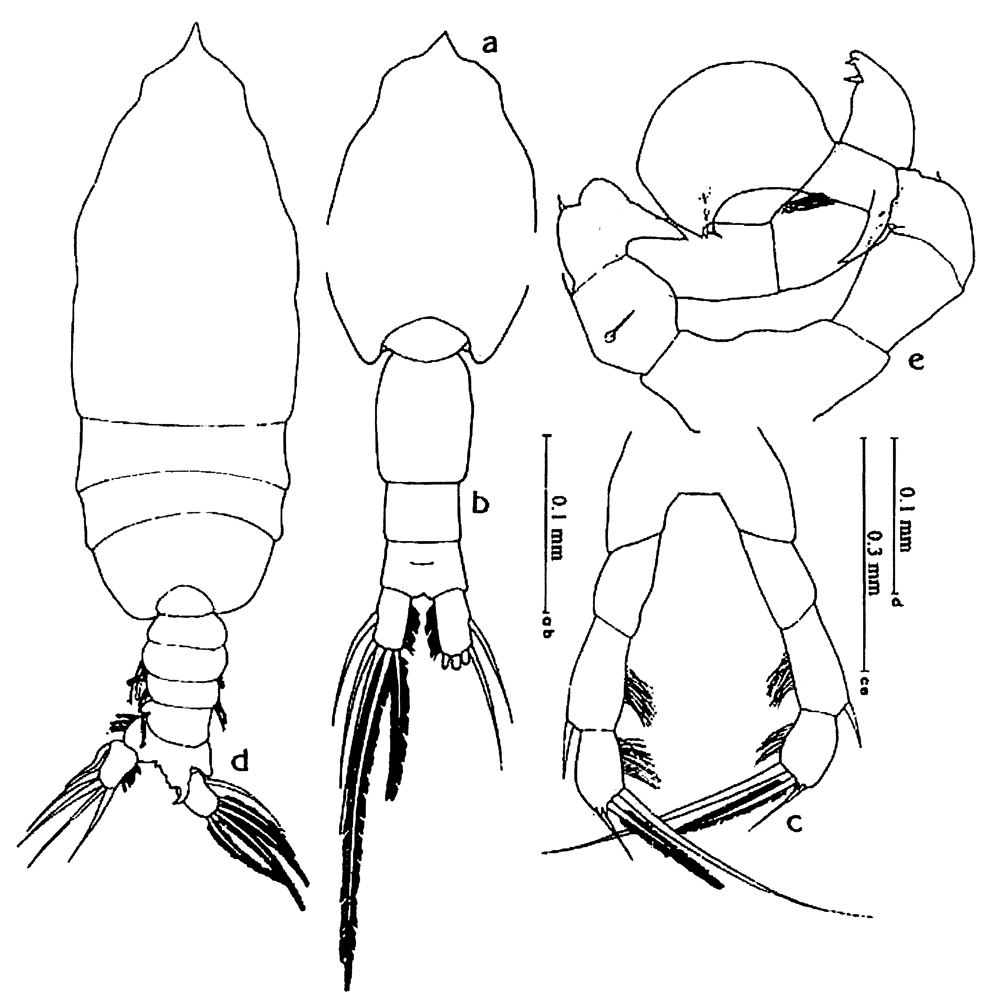 Species Pleuromamma xiphias - Plate 44 of morphological figures