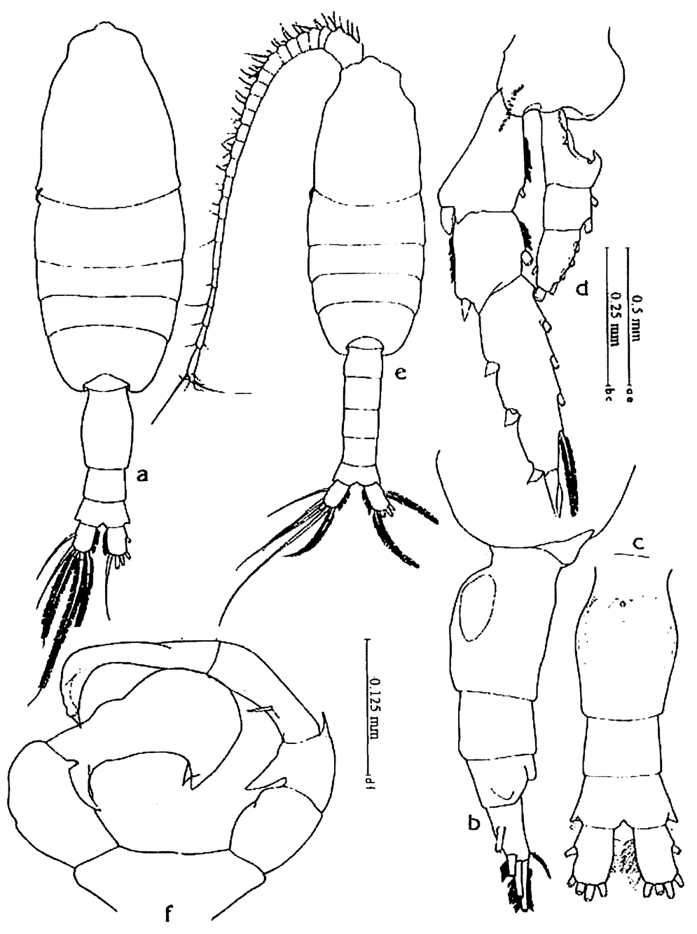 Species Pleuromamma robusta - Plate 12 of morphological figures