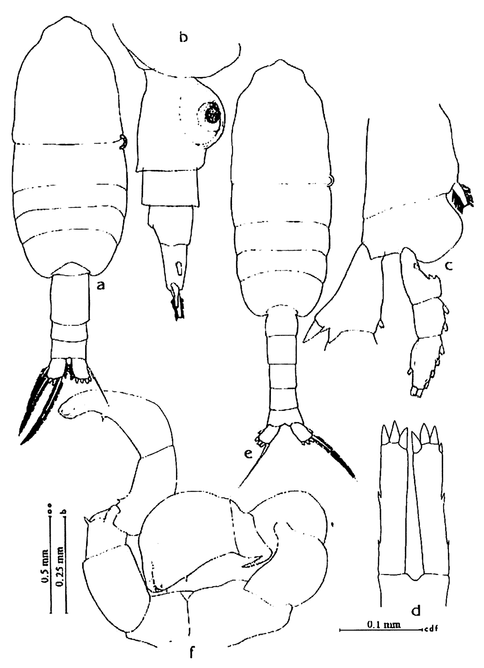 Species Pleuromamma gracilis - Plate 29 of morphological figures