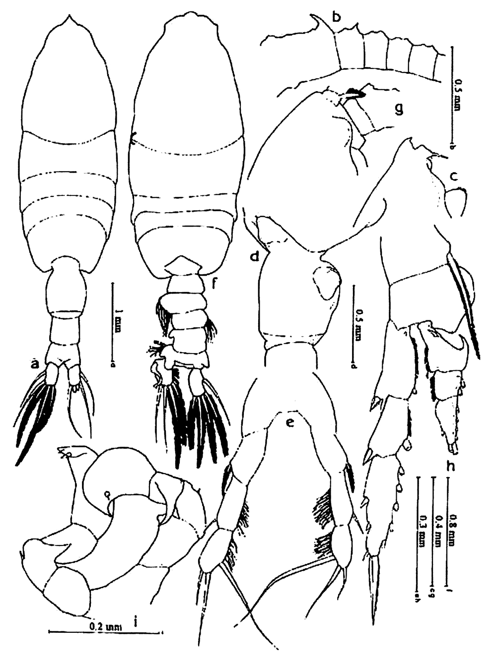 Species Pleuromamma abdominalis - Plate 41 of morphological figures