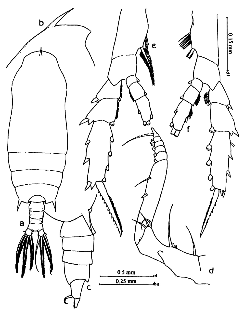 Espce Gaetanus minor - Planche 13 de figures morphologiques