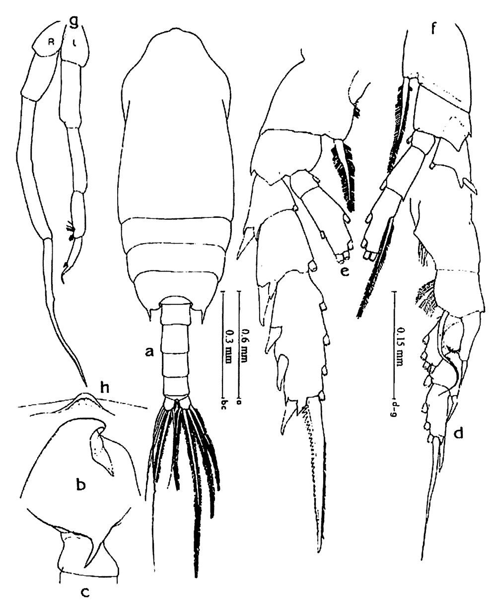 Species Chiridius gracilis - Plate 13 of morphological figures