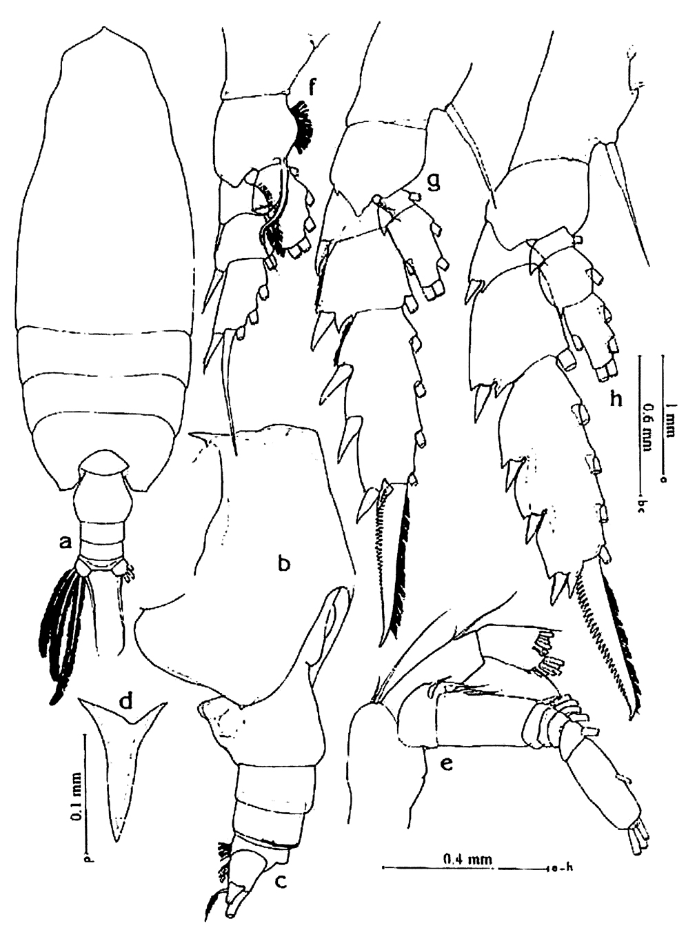 Species Chirundina streetsii - Plate 24 of morphological figures
