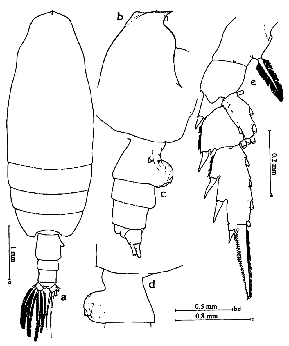 Species Undeuchaeta sp. - Plate 1 of morphological figures