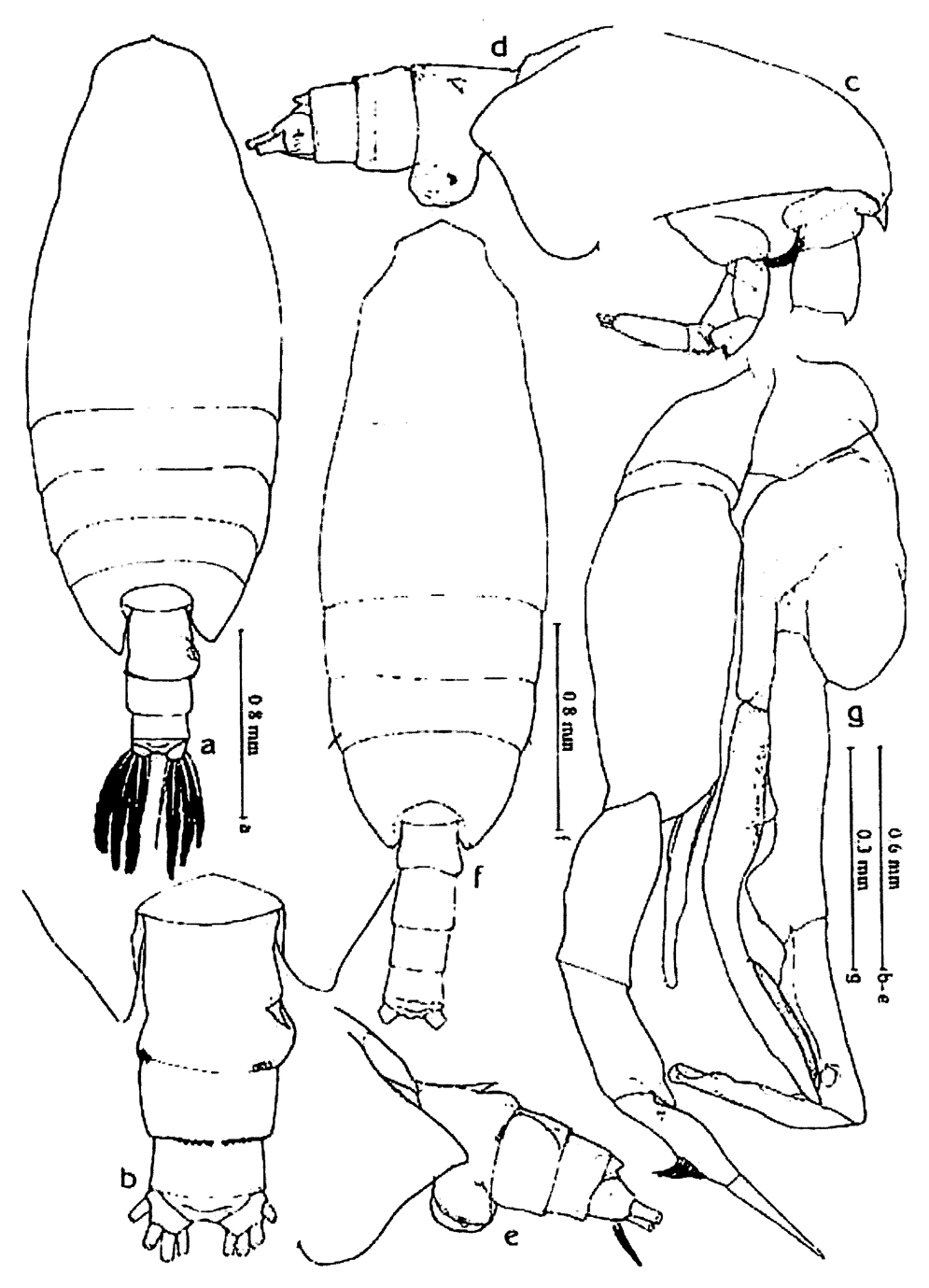 Species Undeuchaeta plumosa - Plate 18 of morphological figures