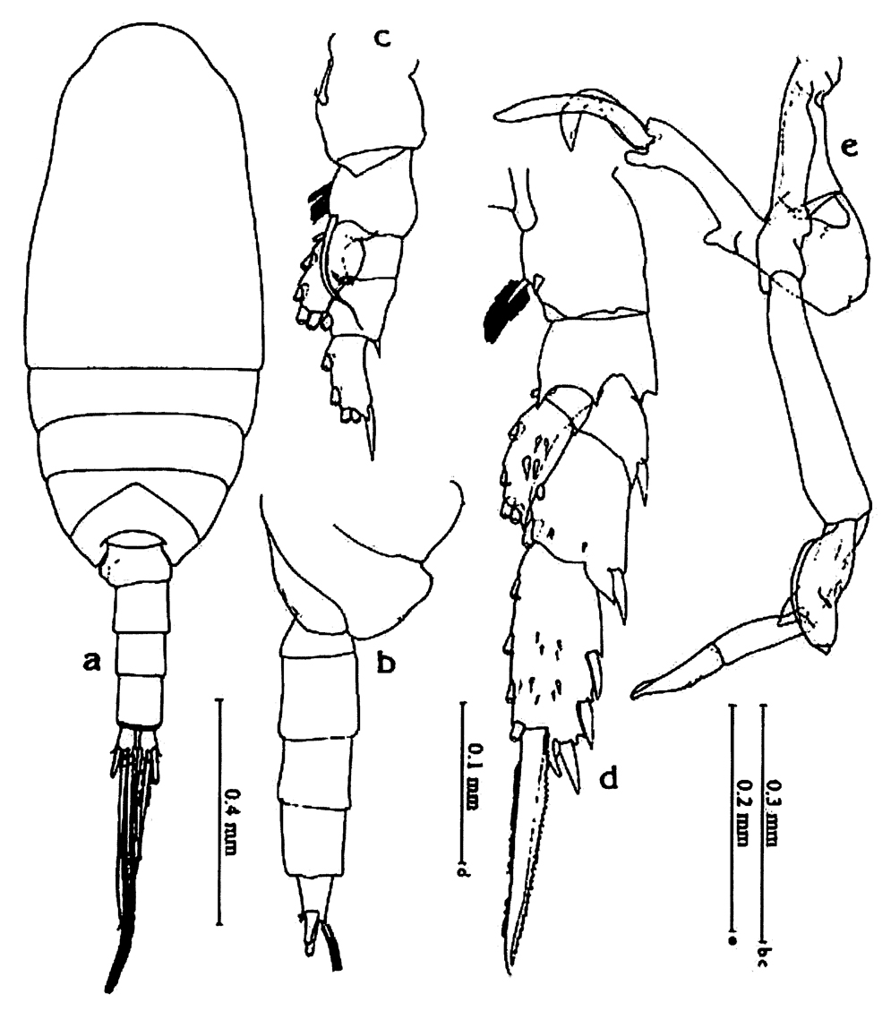 Species Scolecithrix bradyi - Plate 21 of morphological figures