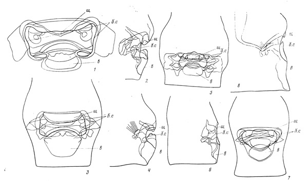 Espce Valdiviella brodskyi - Planche 2 de figures morphologiques