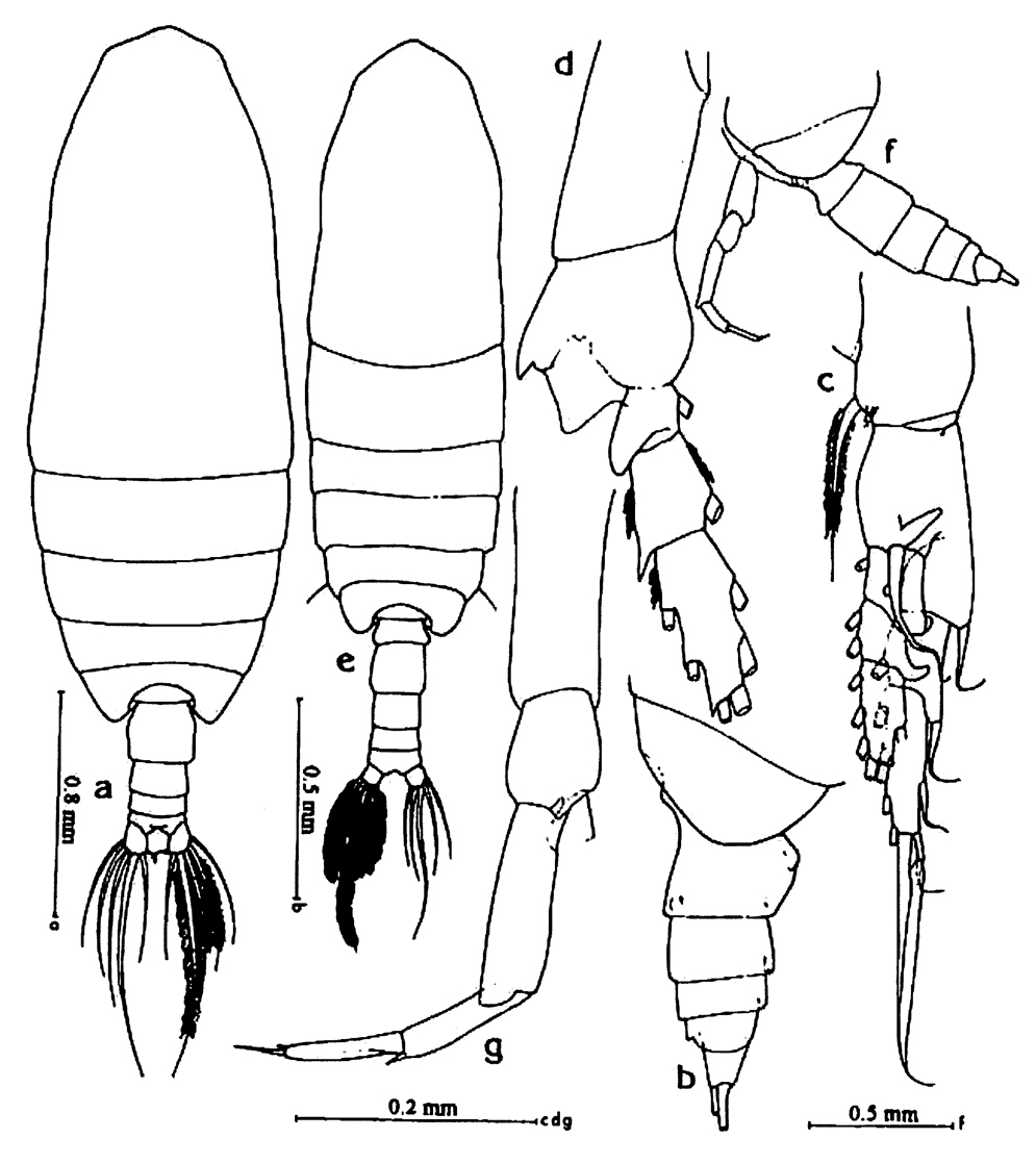 Espèce Neocalanus gracilis - Planche 43 de figures morphologiques