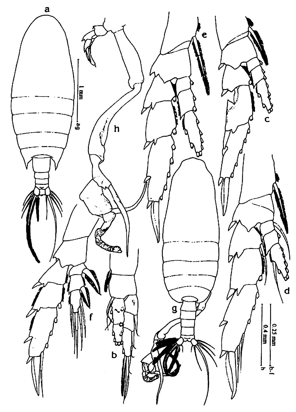 Espèce Undinula vulgaris - Planche 30 de figures morphologiques