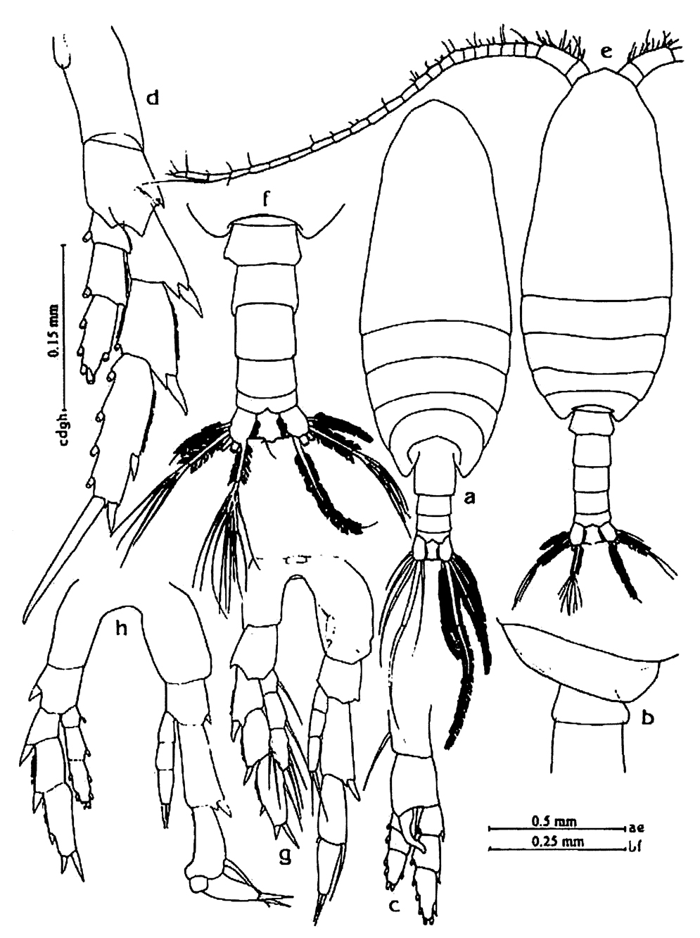 Species Canthocalanus pauper - Plate 12 of morphological figures