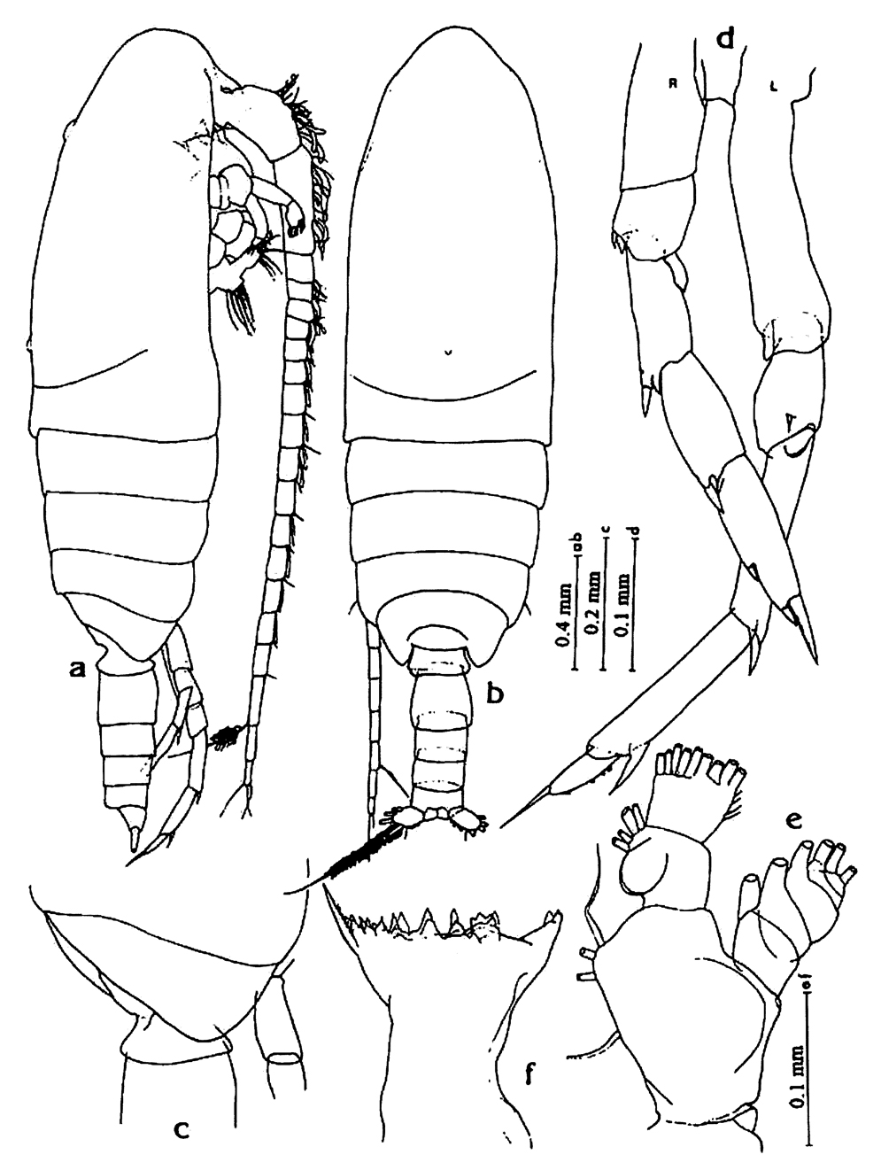 Espèce Calanoides philippinensis - Planche 9 de figures morphologiques