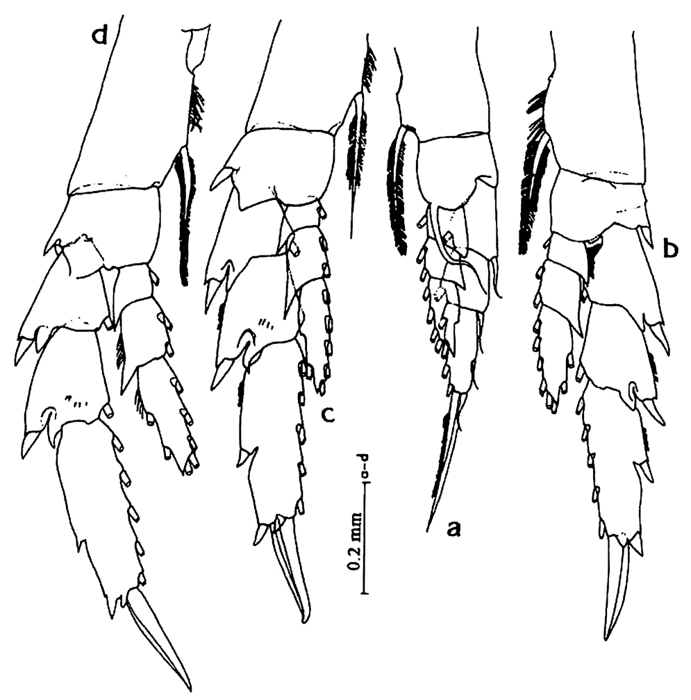 Espce Calanoides philippinensis - Planche 8 de figures morphologiques