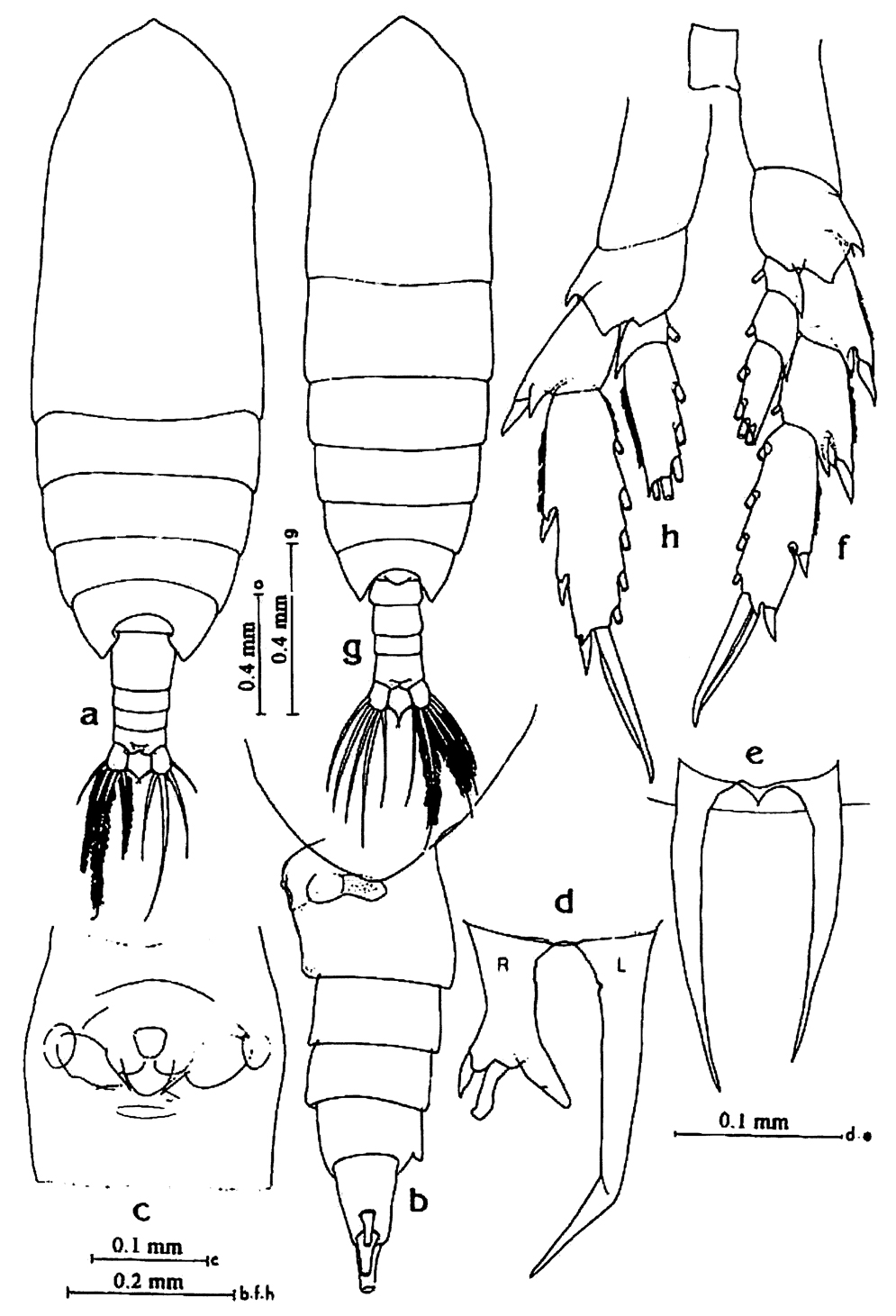 Species Calanoides philippinensis - Plate 7 of morphological figures