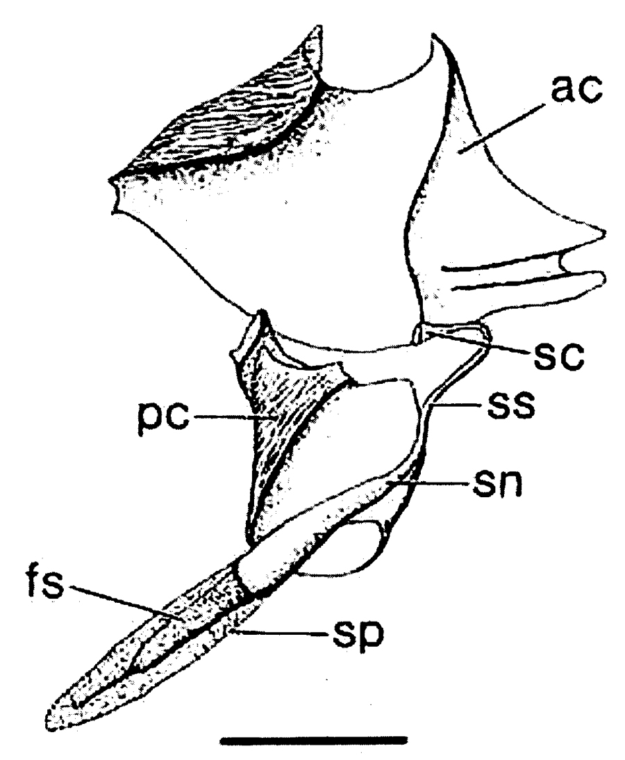 Espèce Centropages typicus - Planche 24 de figures morphologiques