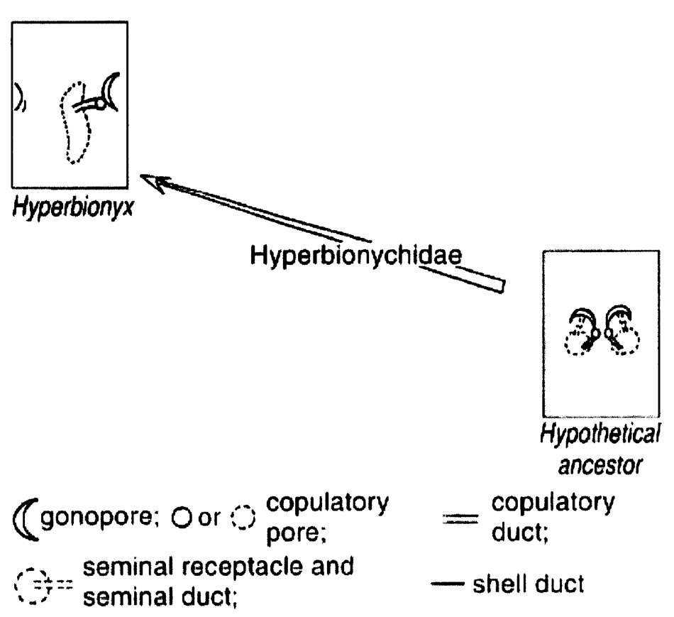 Genre Hyperbionyx - Planche 1