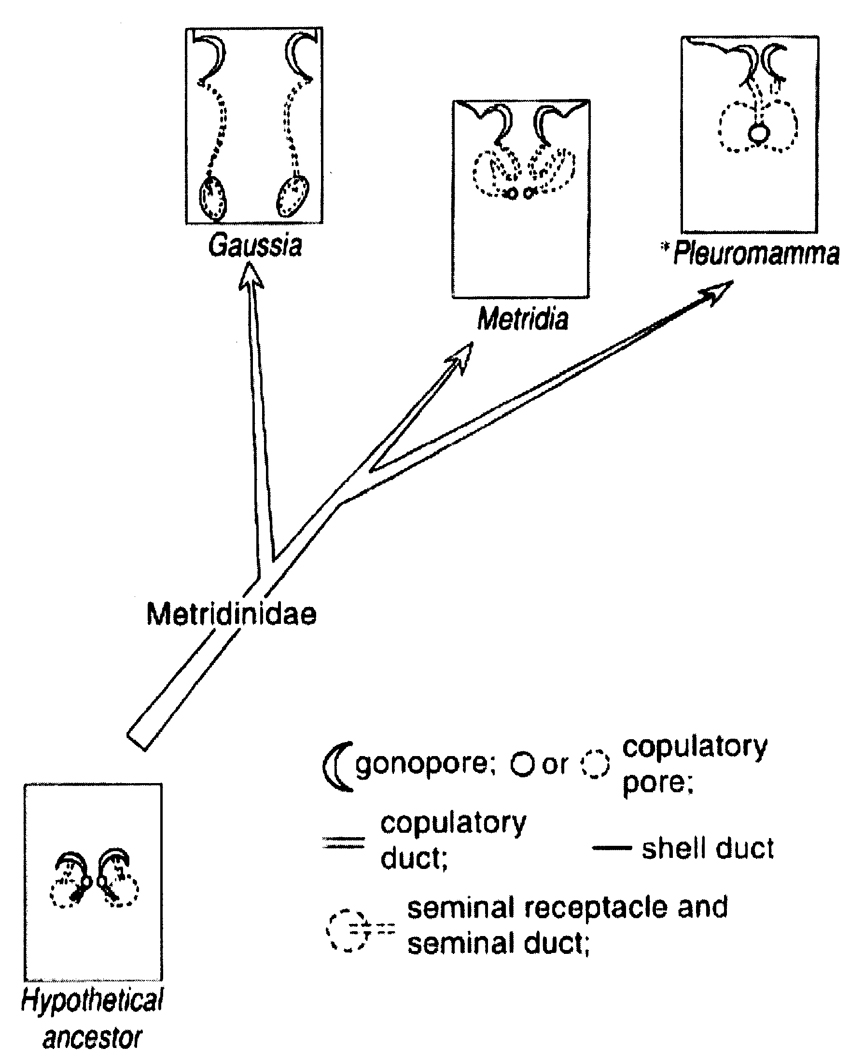 Family Metridinidae - Plate 1