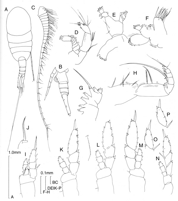 Espce Lucicutia flavicornis - Planche 1 de figures morphologiques