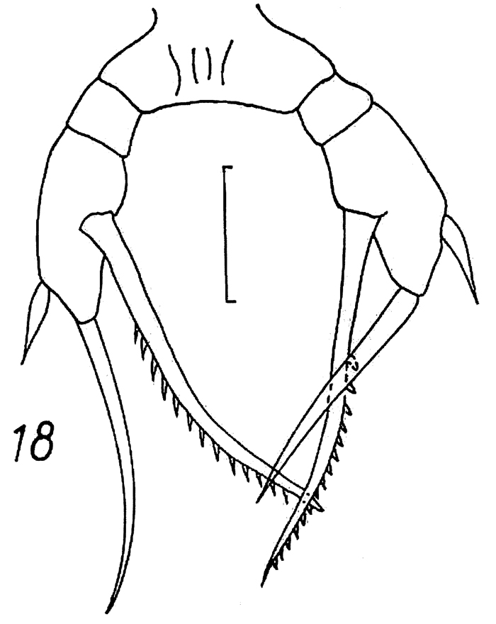 Espèce Scaphocalanus echinatus - Planche 14 de figures morphologiques