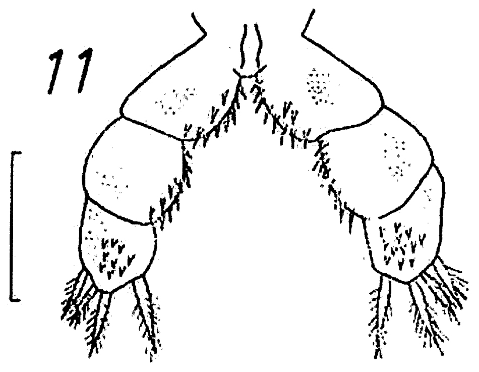 Species Brachycalanus atlanticus - Plate 4 of morphological figures
