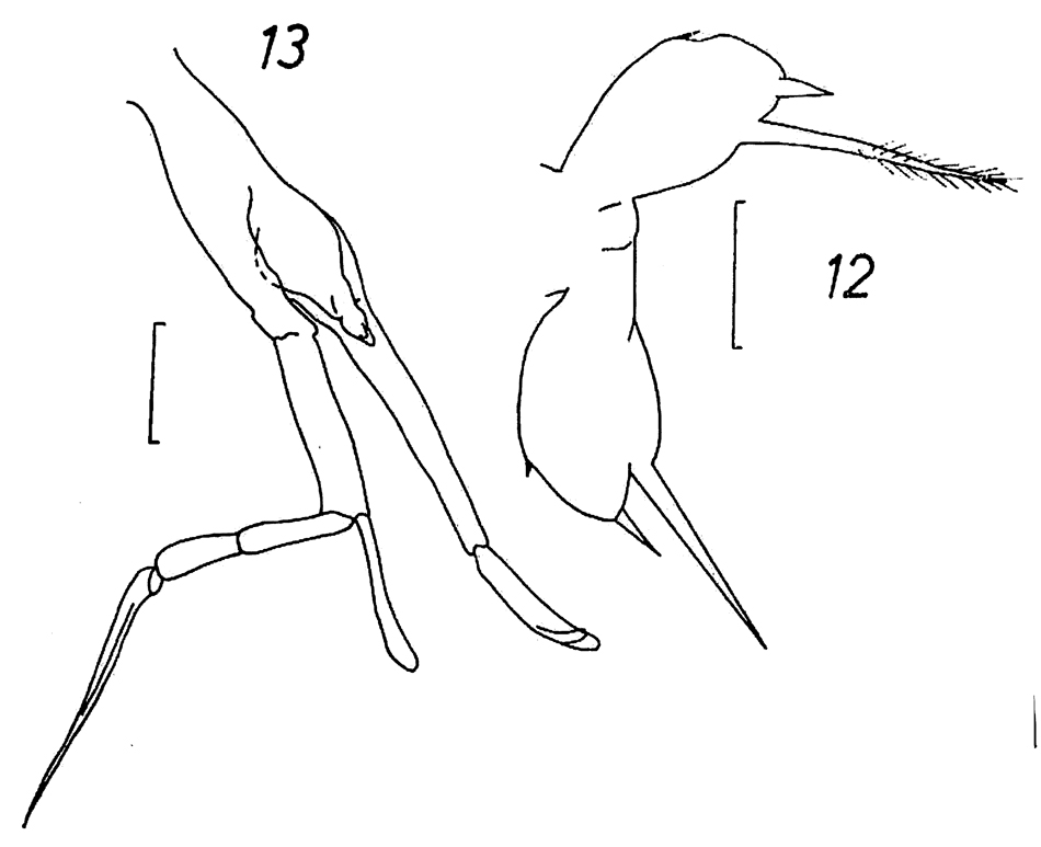 Species Scolecithricella minor - Plate 21 of morphological figures