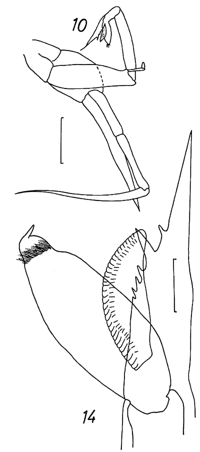 Species Paraeuchaeta biloba - Plate 17 of morphological figures