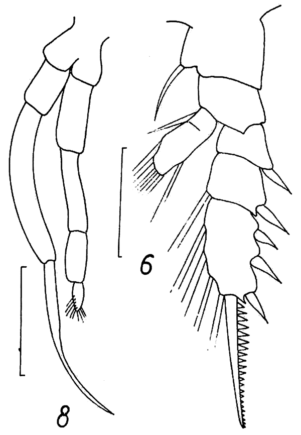 Species Chiridius gracilis - Plate 14 of morphological figures