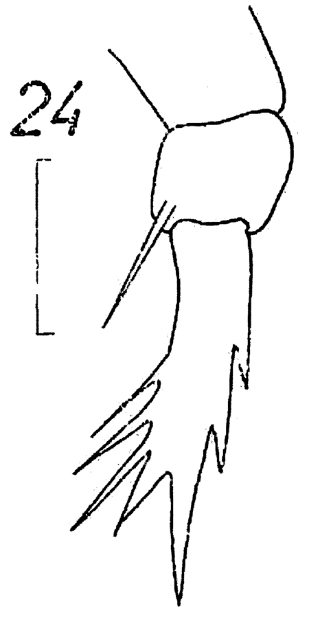 Espèce Candacia sp.2 - Planche 1 de figures morphologiques