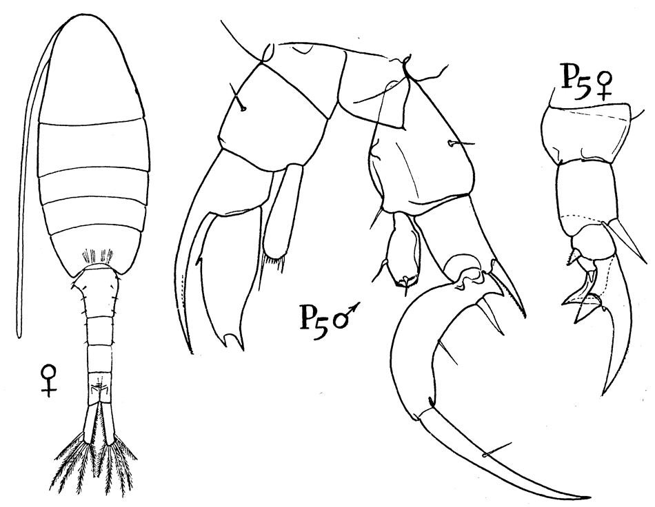Species Calanipeda aquaedulcis - Plate 1 of morphological figures