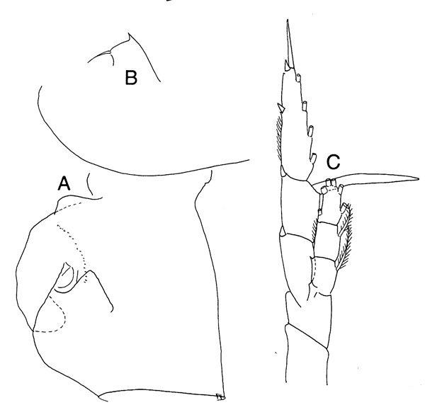 Espèce Heterorhabdus subspinifrons - Planche 2 de figures morphologiques