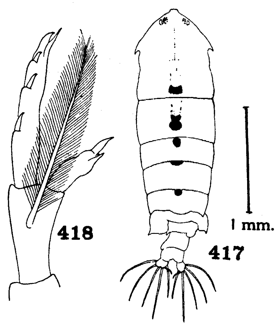 Species Pontella meadi - Plate 1 of morphological figures