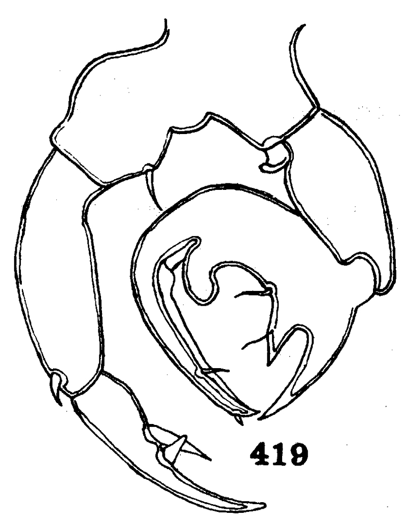 Species Pontella meadi - Plate 2 of morphological figures