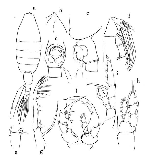 Species Heterorhabdus subspinifrons - Plate 3 of morphological figures