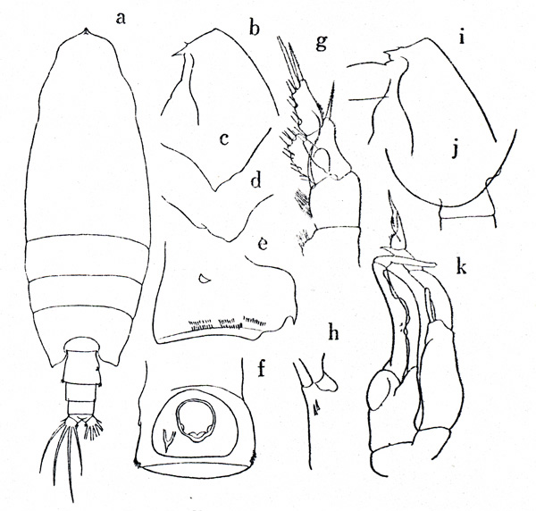 Espèce Undeuchaeta major - Planche 1 de figures morphologiques