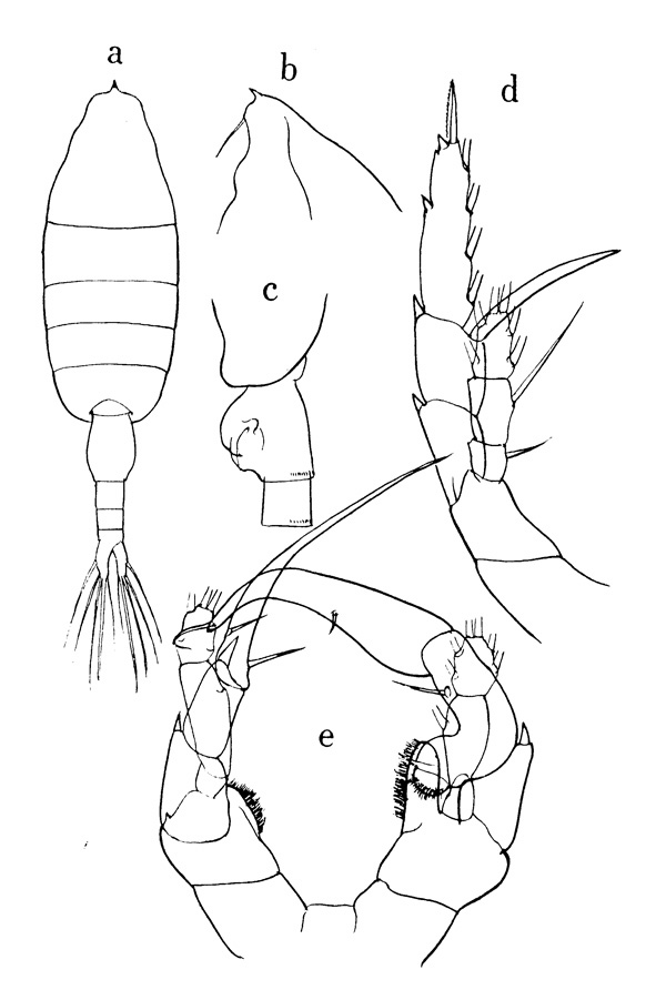 Species Heterorhabdus spinifrons - Plate 5 of morphological figures