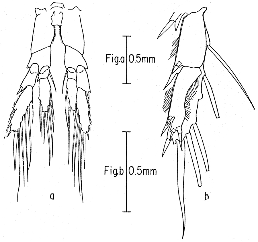 Espce Calanus hyperboreus - Planche 14 de figures morphologiques