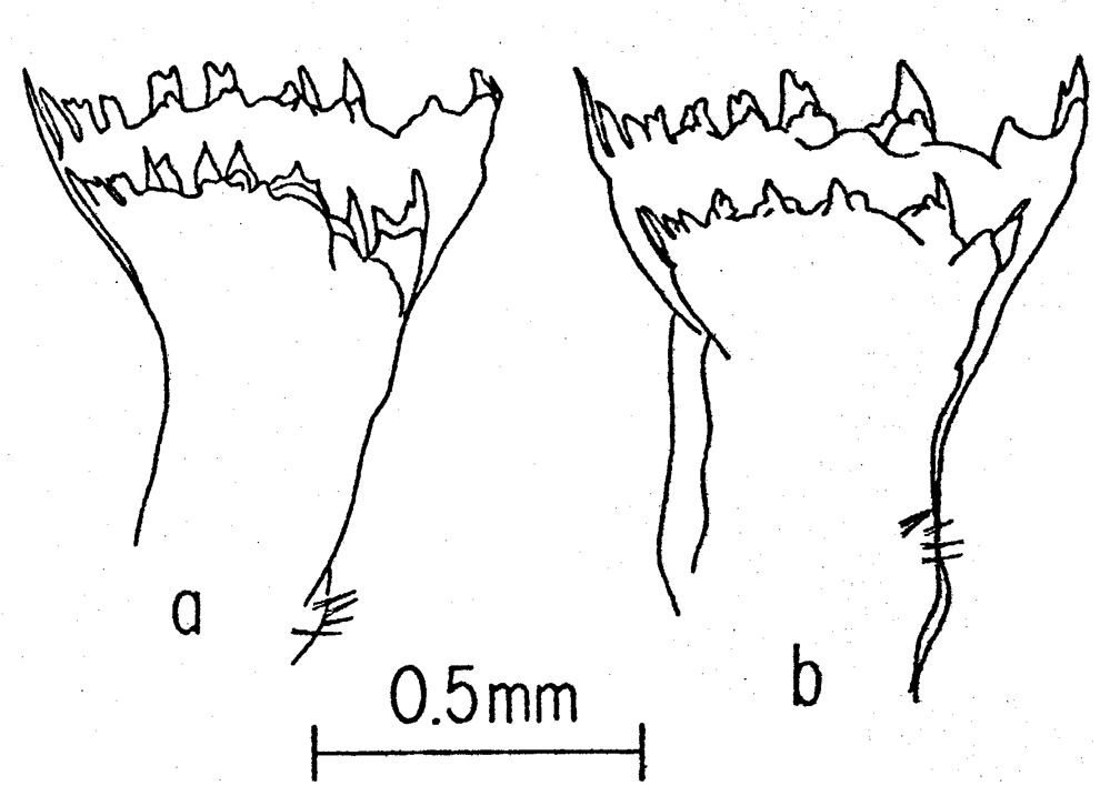 Espce Calanus hyperboreus - Planche 15 de figures morphologiques