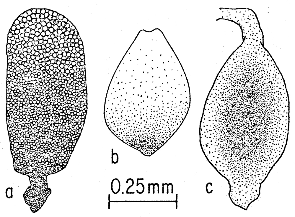 Species Calanus hyperboreus - Plate 16 of morphological figures