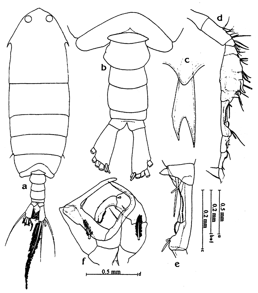 Species Ivellopsis elephas - Plate 5 of morphological figures