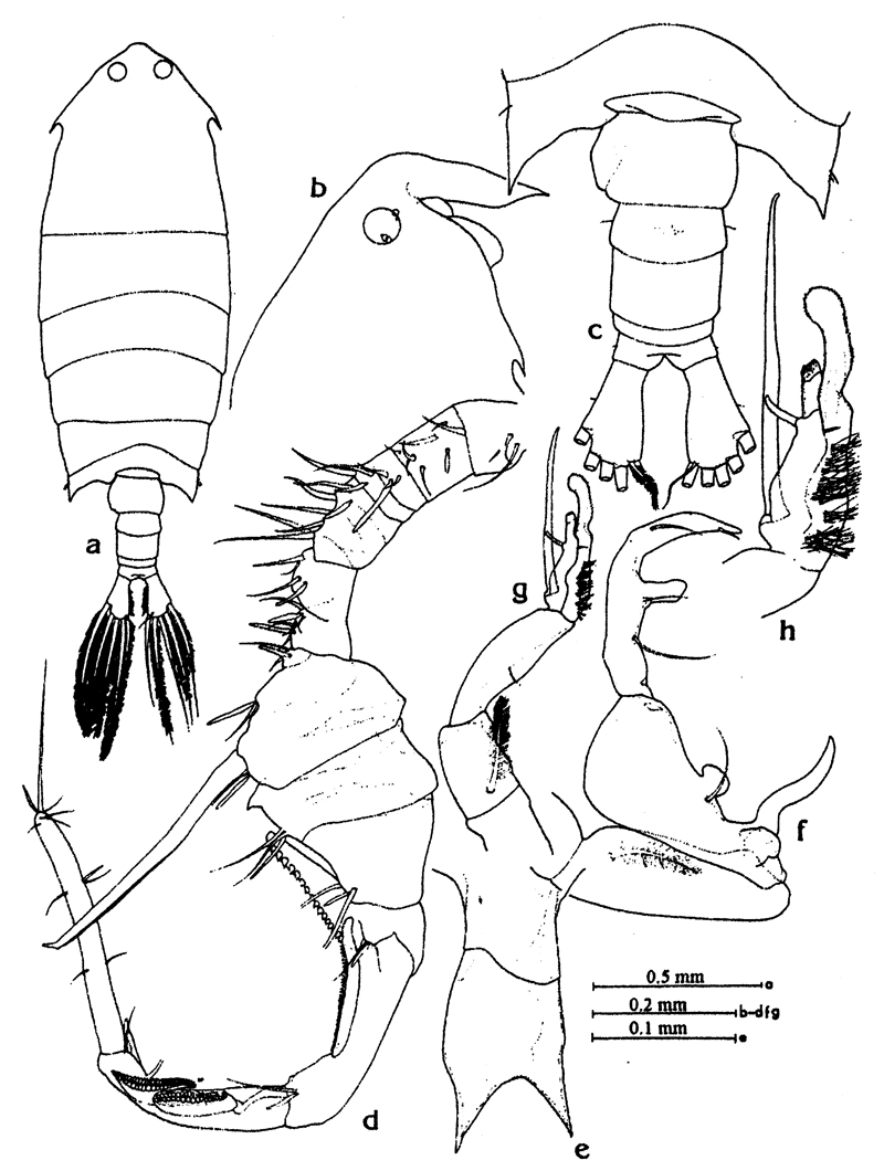 Species Pontella sinica - Plate 12 of morphological figures