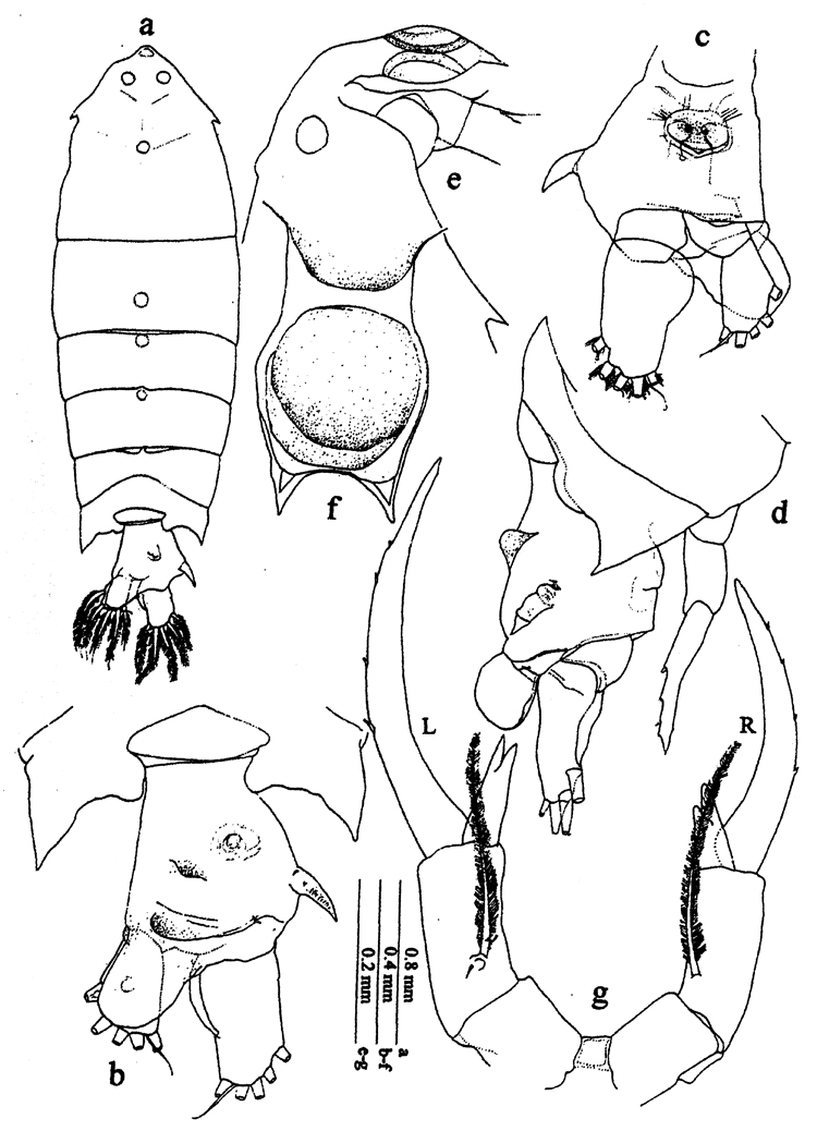 Species Pontella diagonalis - Plate 8 of morphological figures