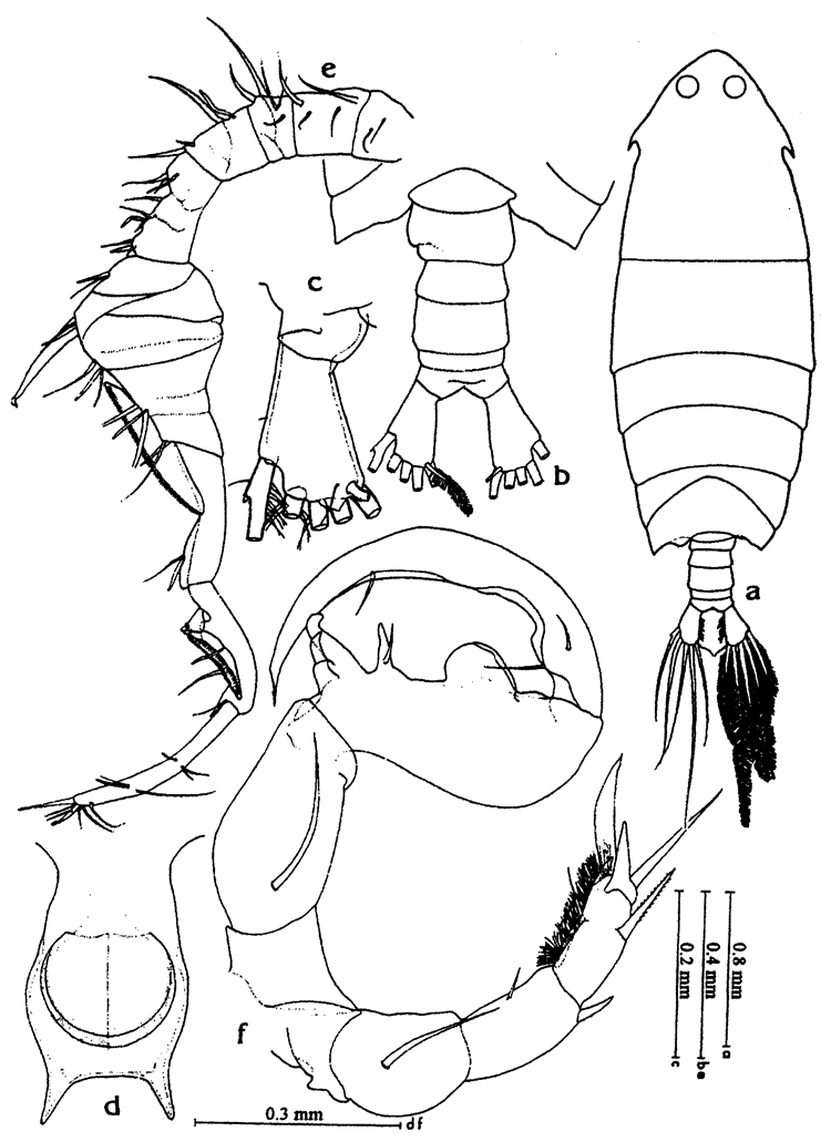 Species Pontella diagonalis - Plate 9 of morphological figures