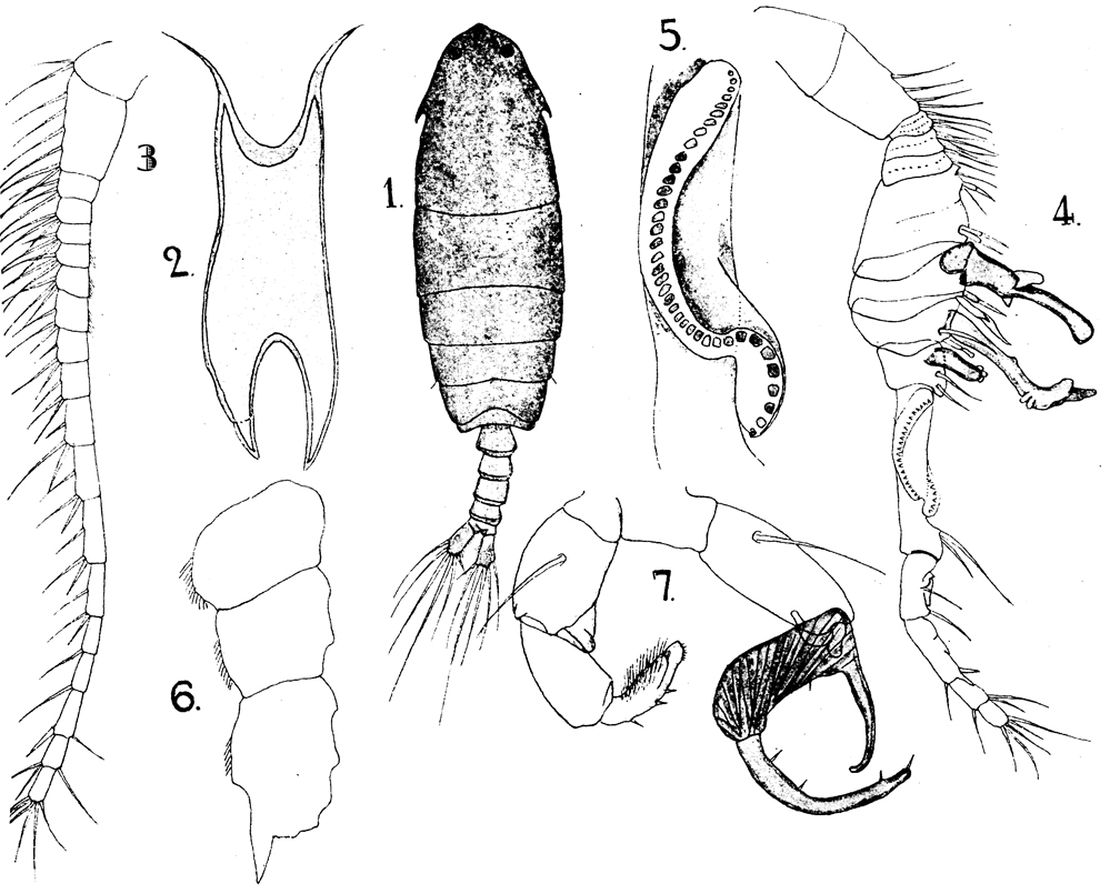 Espce Ivellopsis elephas - Planche 9 de figures morphologiques