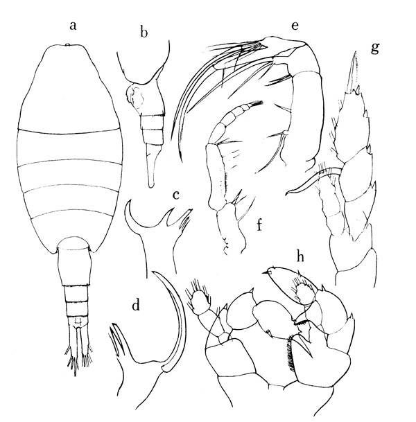 Espèce Paraheterorhabdus (Paraheterorhabdus) robustus - Planche 4 de figures morphologiques