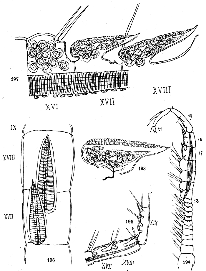 Species Eurytemora affinis - Plate 4 of morphological figures