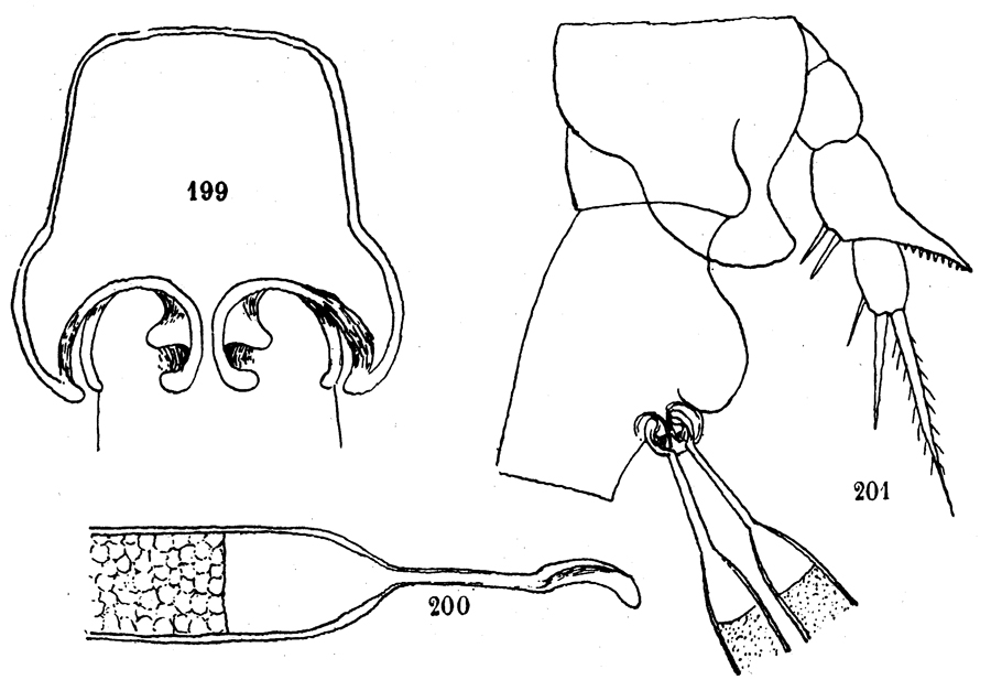 Espce Eurytemora affinis - Planche 5 de figures morphologiques