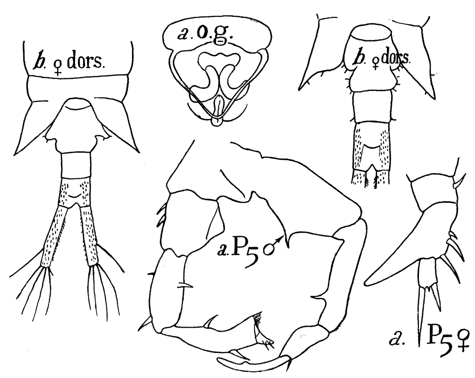 Species Eurytemora affinis - Plate 6 of morphological figures